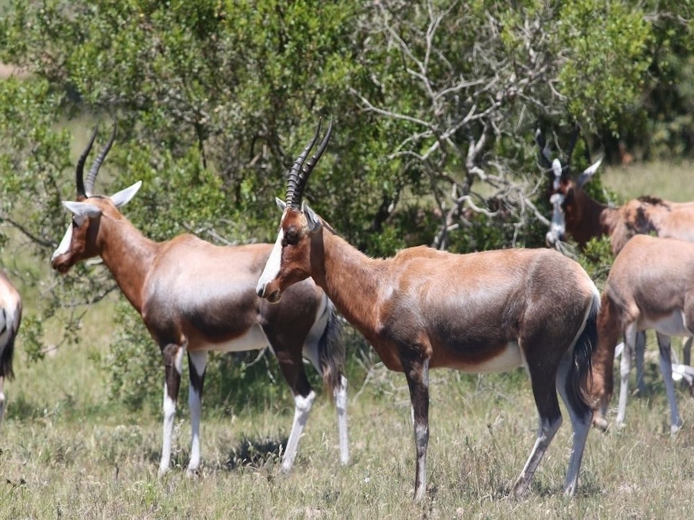Pabala Game Farm