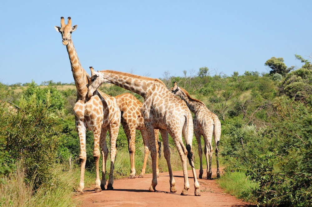 Morokolo Safari Lodge
