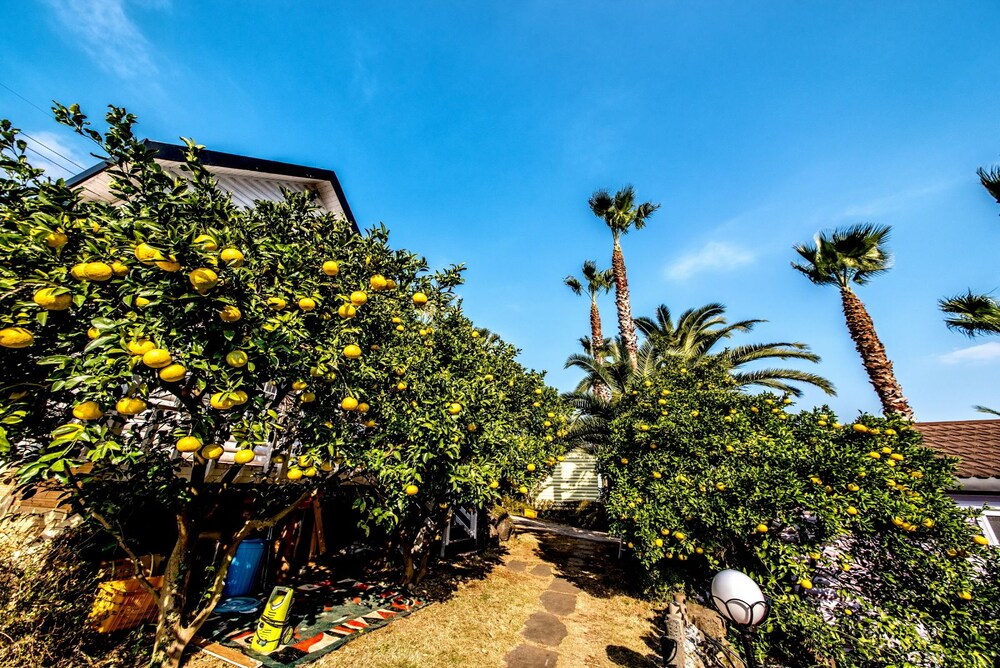 The May of Jeju House Pension