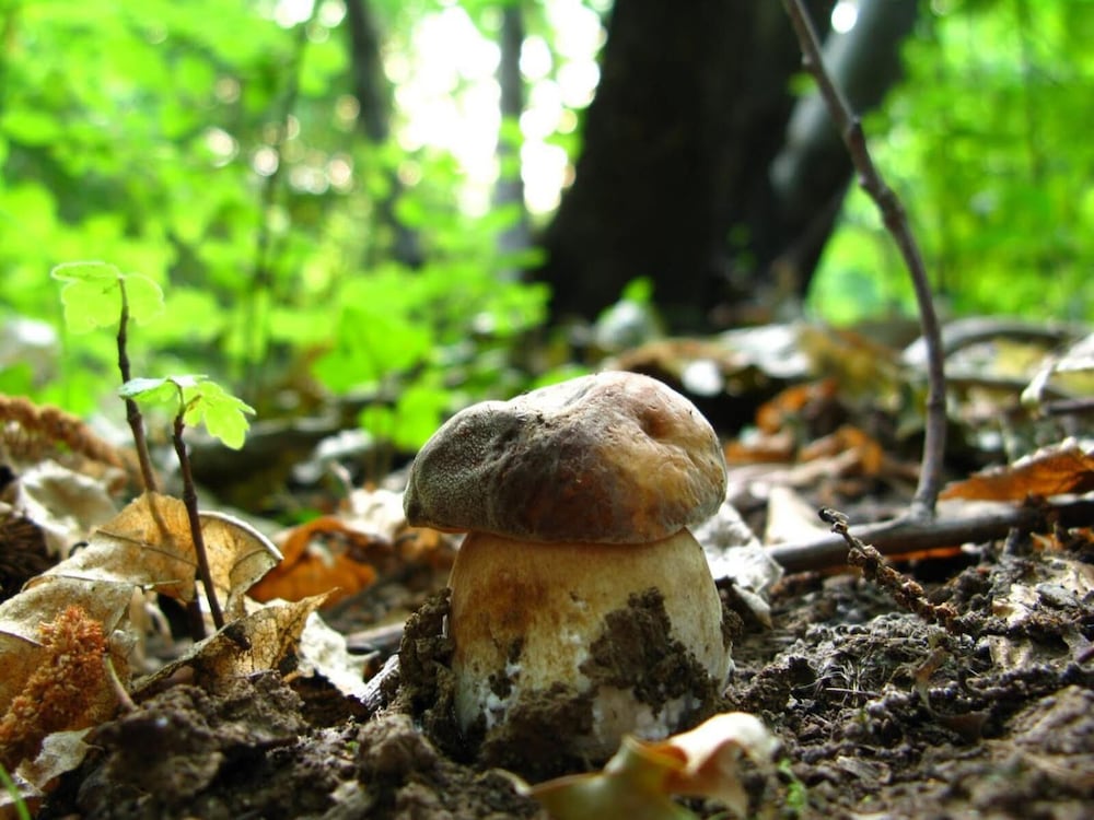 Photo 40