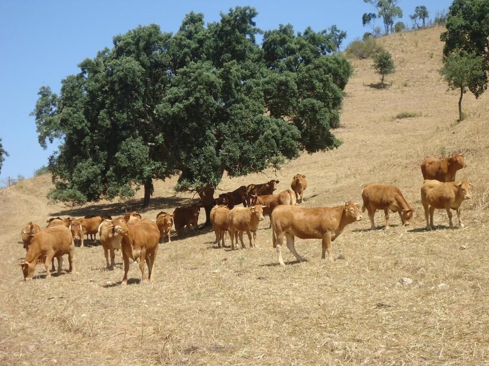 Herdade dos Montes Bastos - Property Image 12