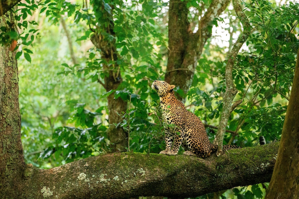 Coorg Wild Walk- CGH Earth Saha