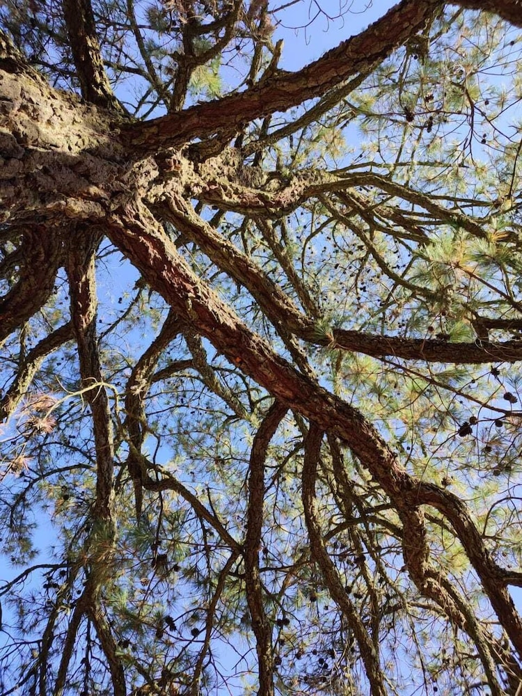 Finca Mayorga