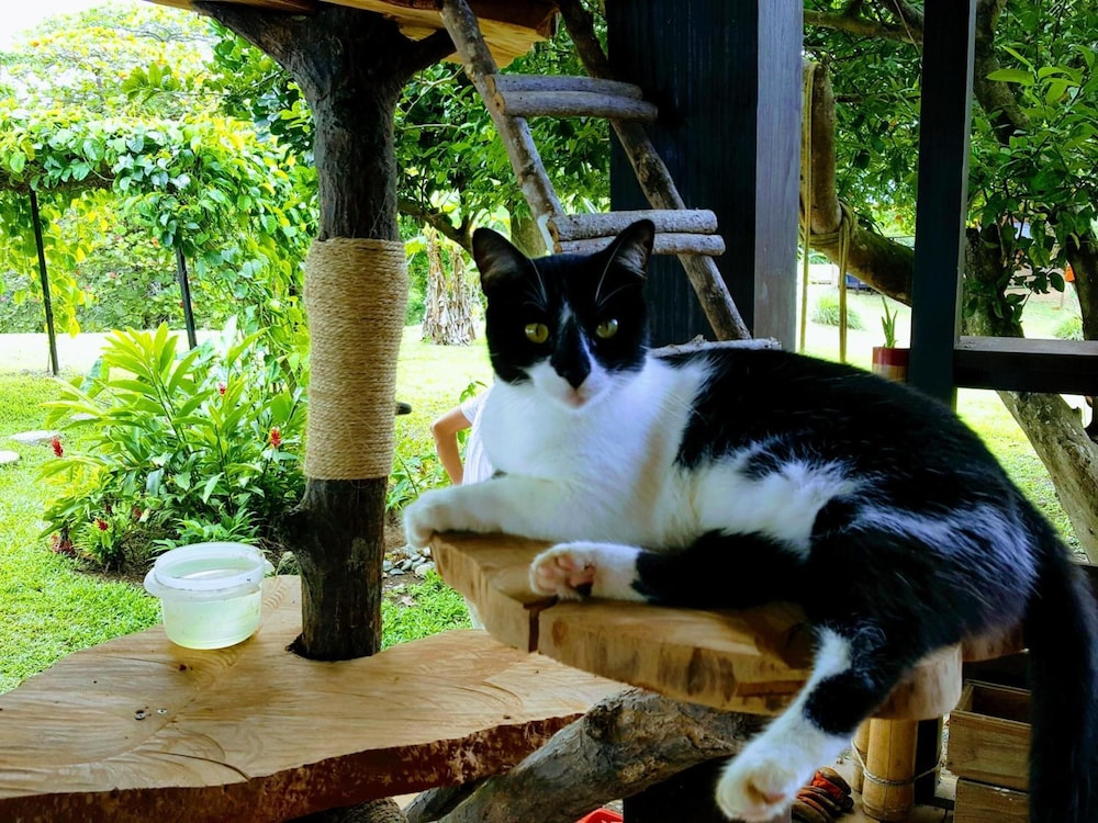El Caribeo - Nature Lodge
