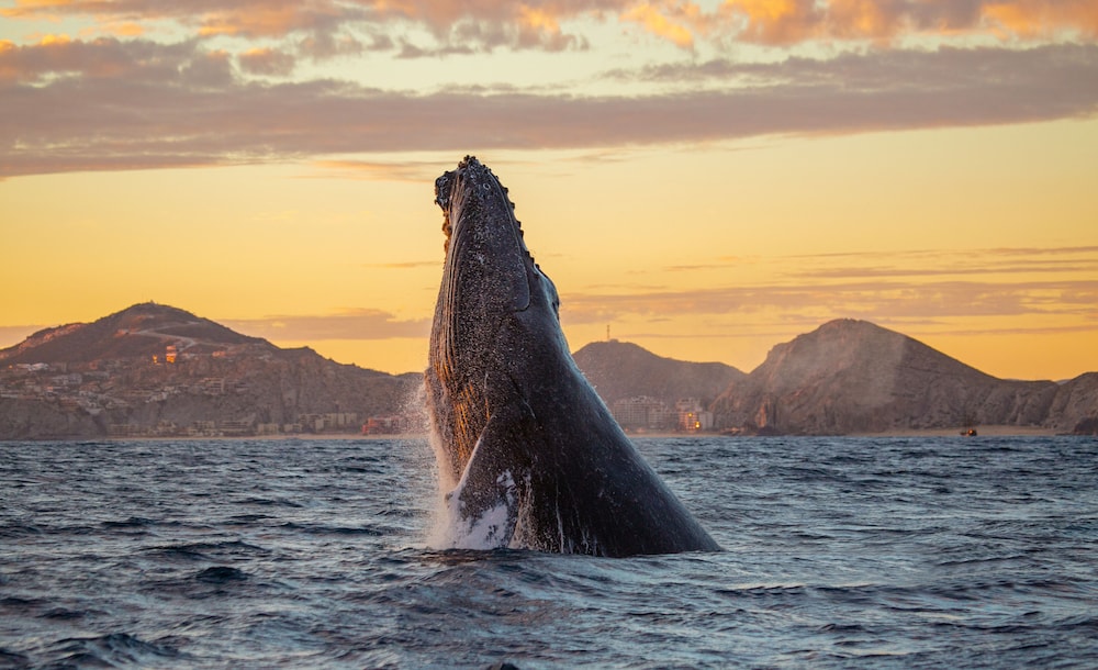 Los Cabos Vacations - Marquis Los Cabos, An All Inclusive, Adults Only  No Timeshare Resort - Property Image 101