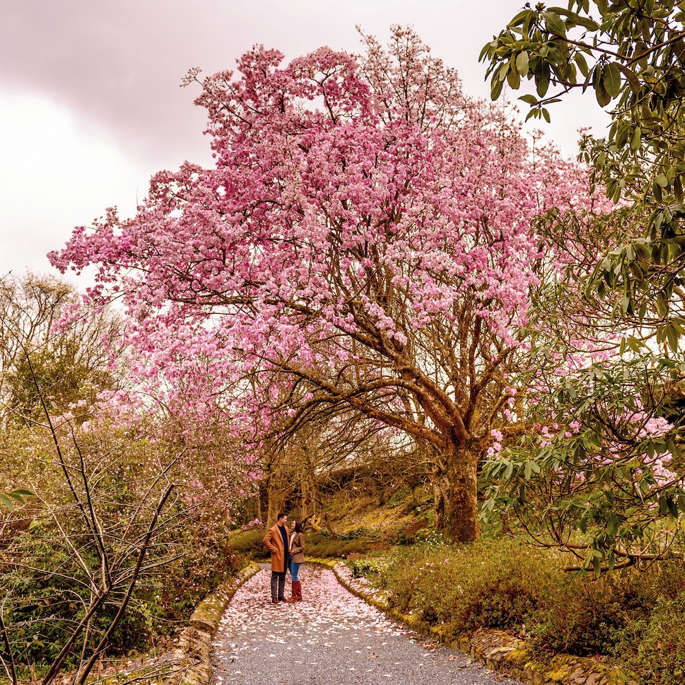 The Forest at Mount Congreve Gardens