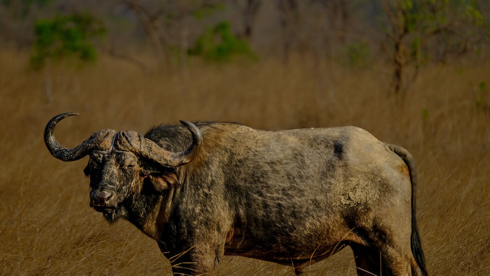 Mukambi Fig Tree Bush Camp – All Inclusive