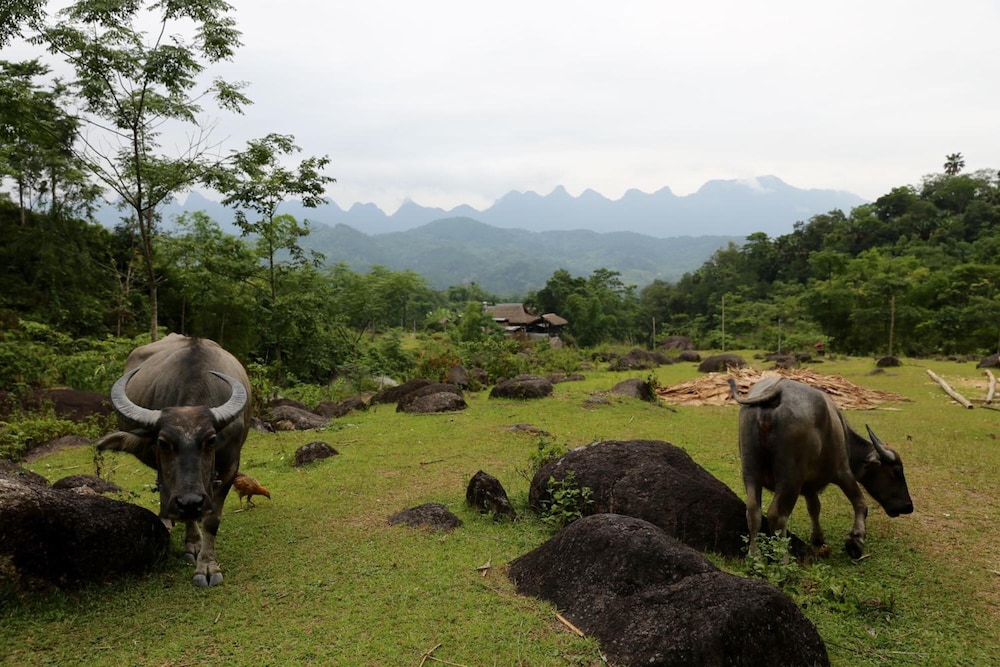 Dong Que Homestay-Tours-Motorbike, Car rental, Hiking