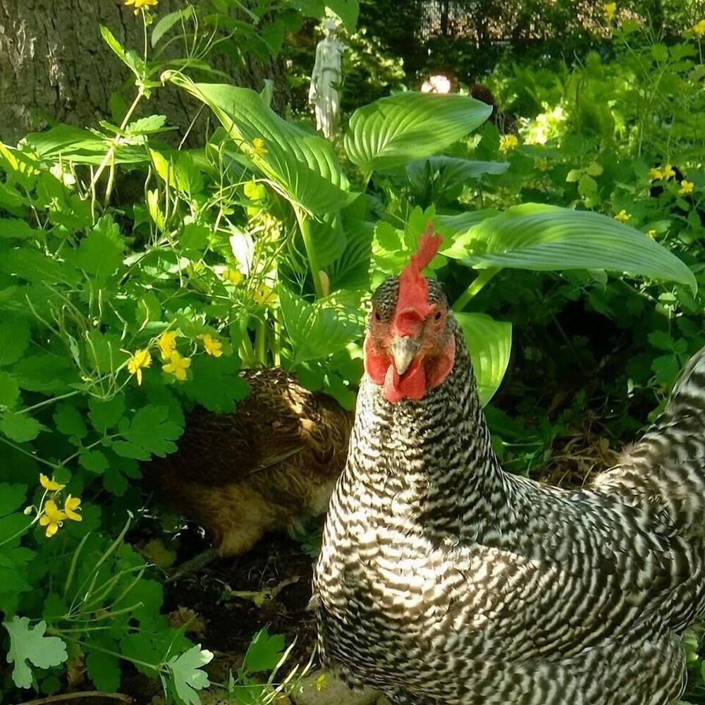 Milwaukee Vacations - Manderley Bed and Breakfast - Property Image 34