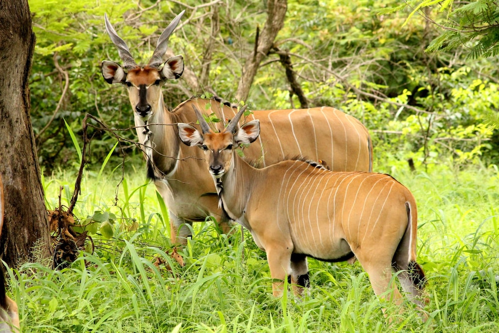 Fathala Wildlife Reserve