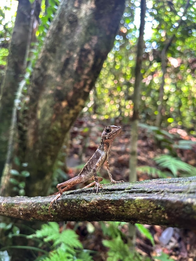 Rain Forest Vibe Sinharaja
