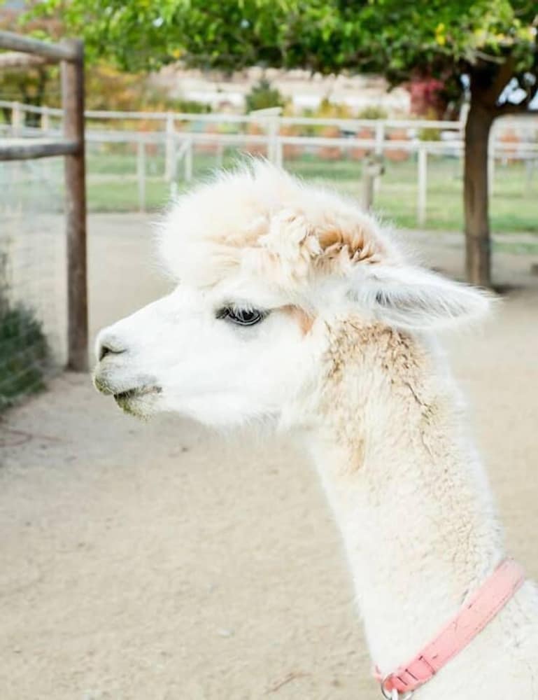 Wine Suite at Rellik House. Winery & Alpaca Farm