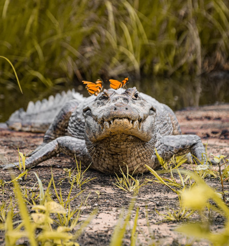Pousada São João - Estrada Parque Pantanal
