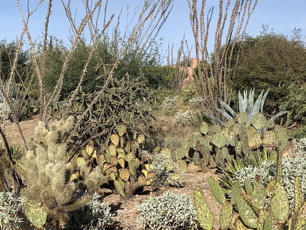 Garden Home With Mountain & Desert Views 2 Bedroom Home by RedAwning view 5