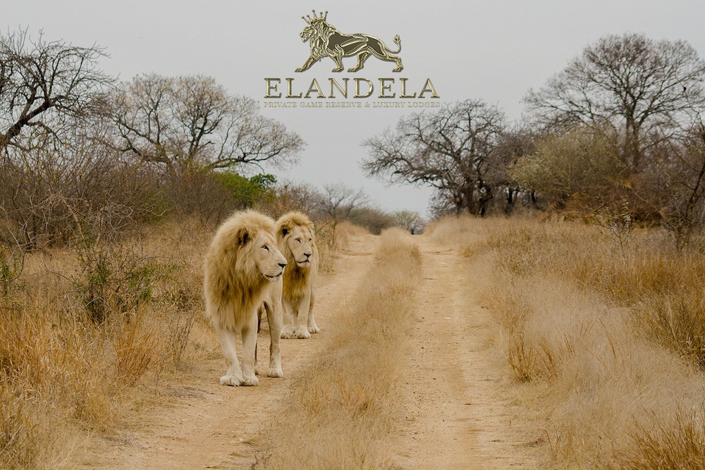 Elandela Private Game Reserve & Luxury Lodge