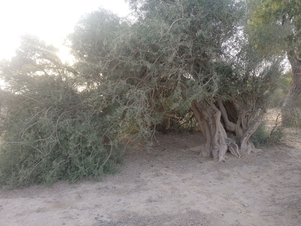 Savi Camps