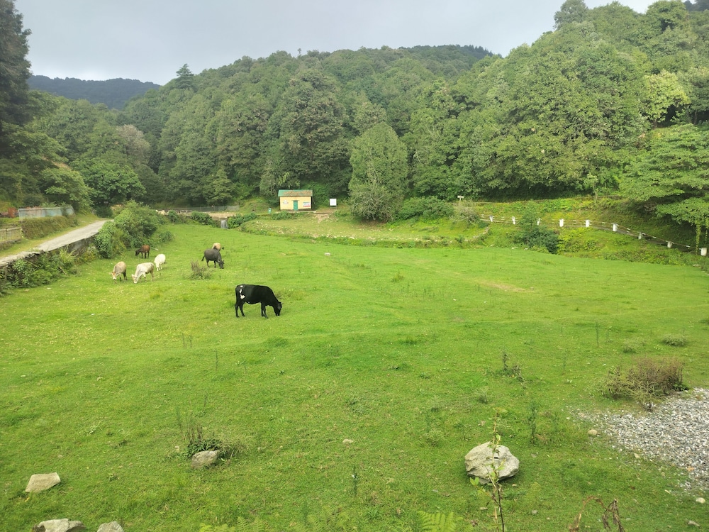 Simba Jungle Lodge, Binsar Wildlife Sanctuary
