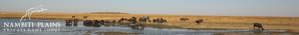 Nambiti Plains Private Game Lodge