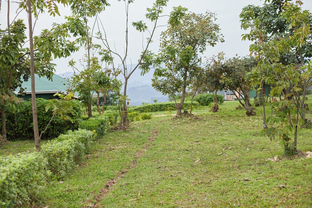 ngirisi hill silverback lodge-bwindi