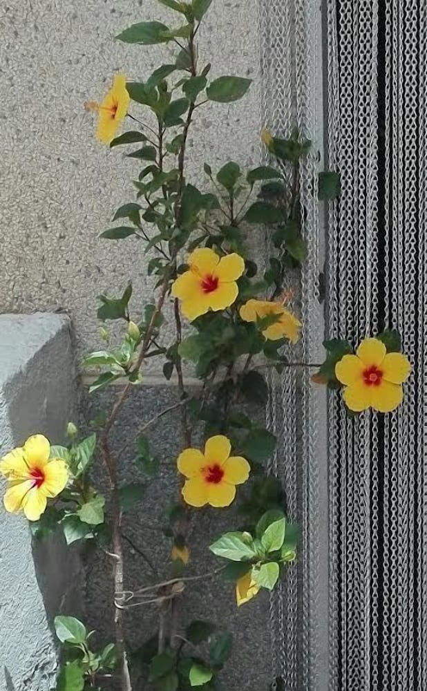 Apartamentos Pájaro Azul
