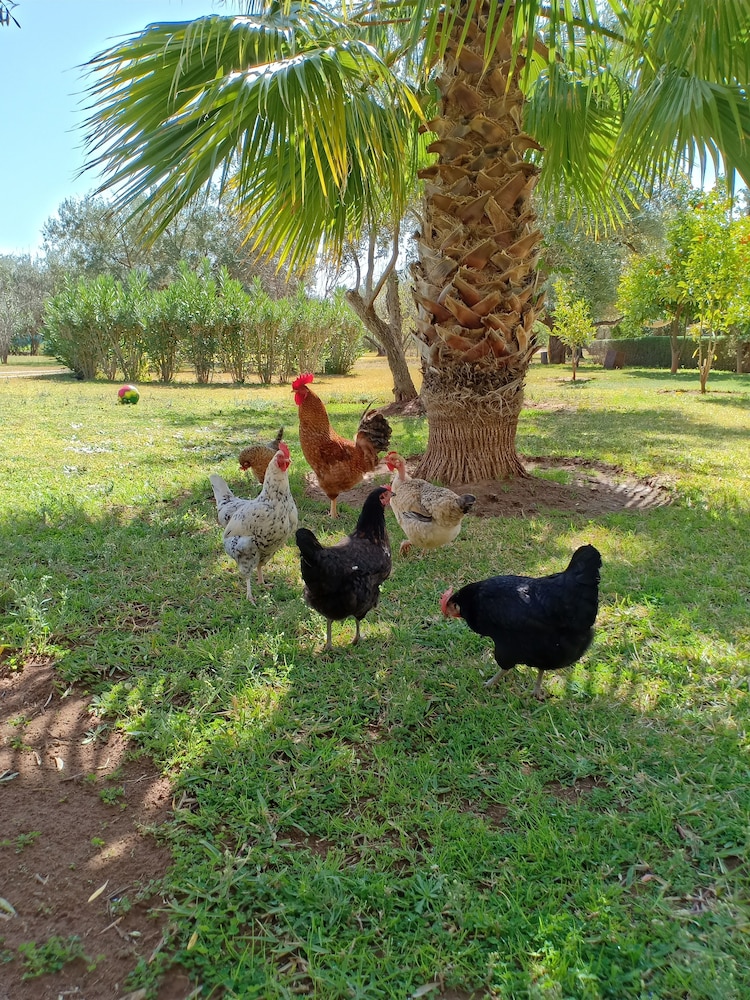 Marrakech African Queen