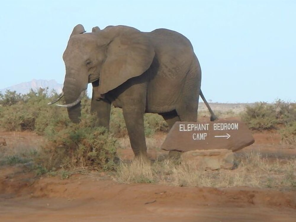 Elephant Bedroom Camp