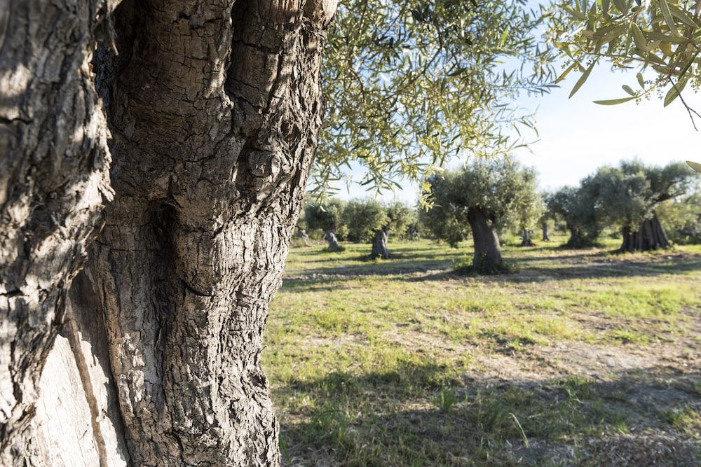 Agriturismo Dattilo