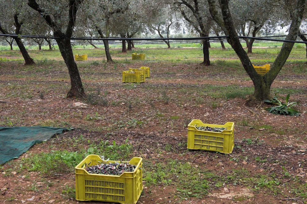 AGRITURISMO SCALELLE