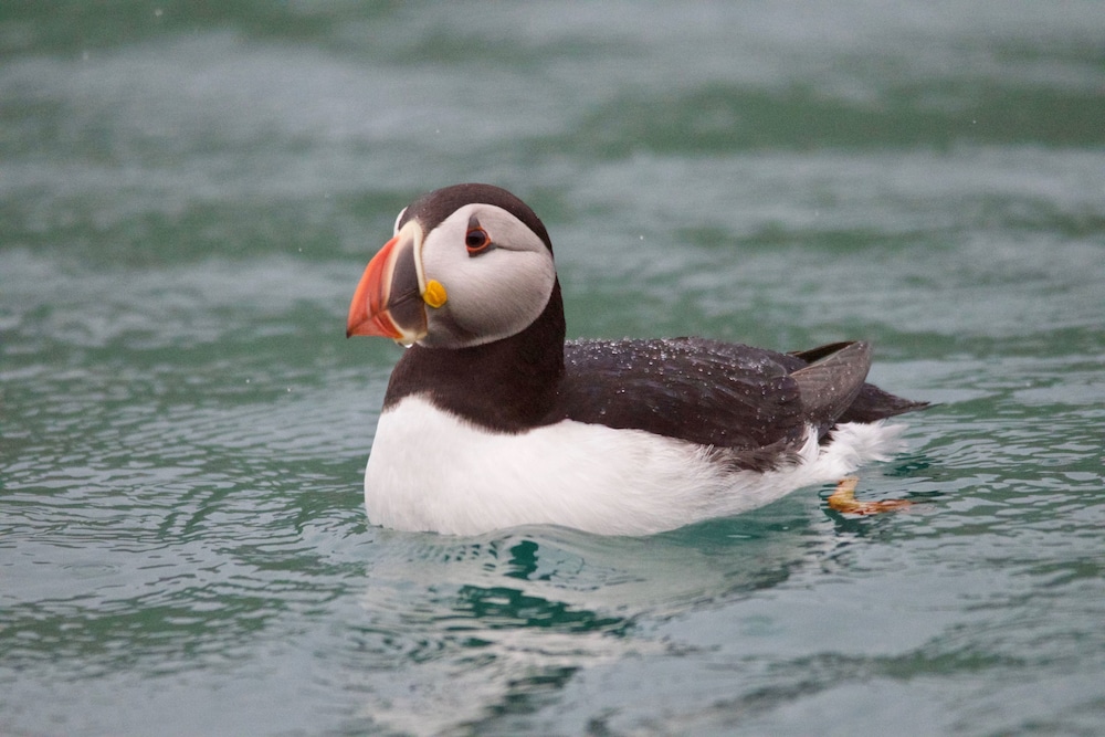 Puffin Palace Guesthouse