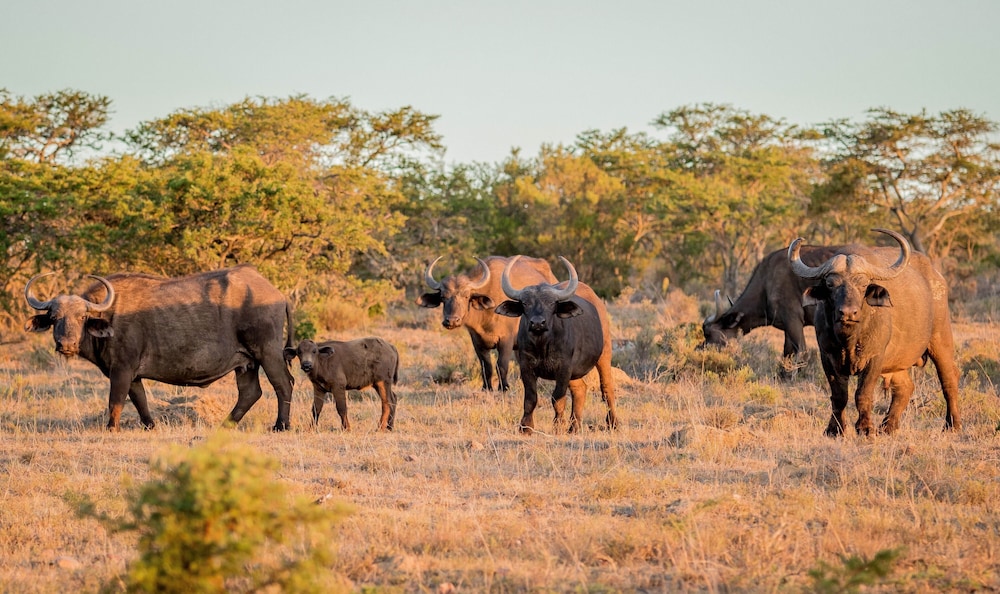 African Safari Lodge