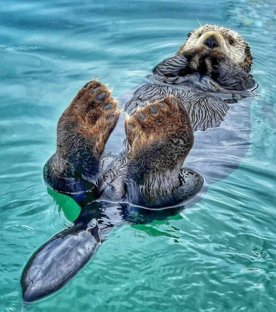 King Halibut Lodge - Property Image 2