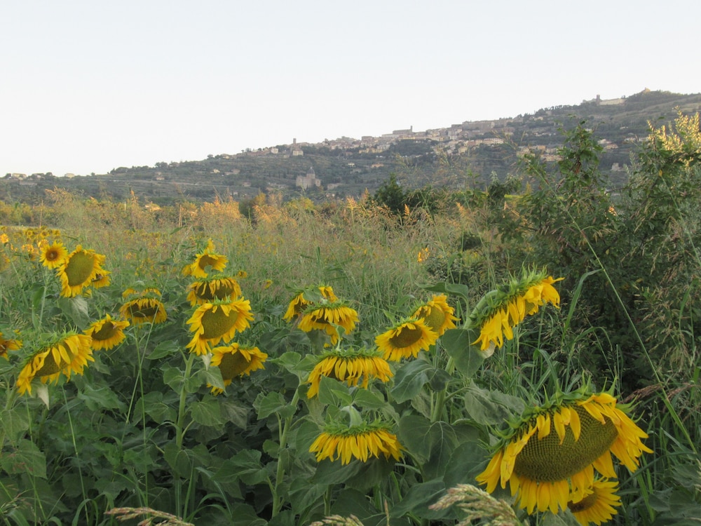 Cortona Vacations - Country House Podere Casorbica - Property Image 1