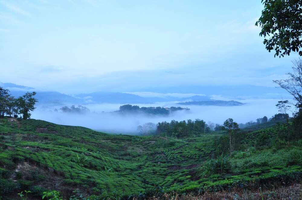 Sabah Tea Resort