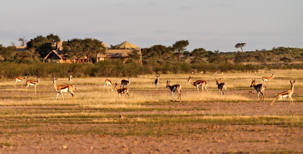 Suricate Tented Lodge