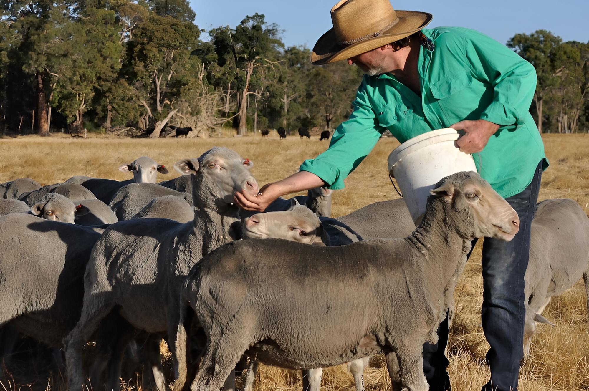 Wilga Farm Stay