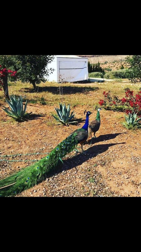 Safa Boulaouane Eco-Lodge