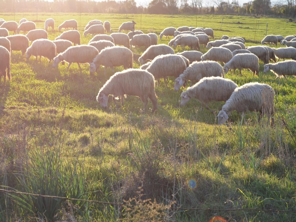 Agriturismo Agrifoglio