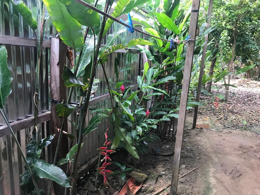 Ayahuaska