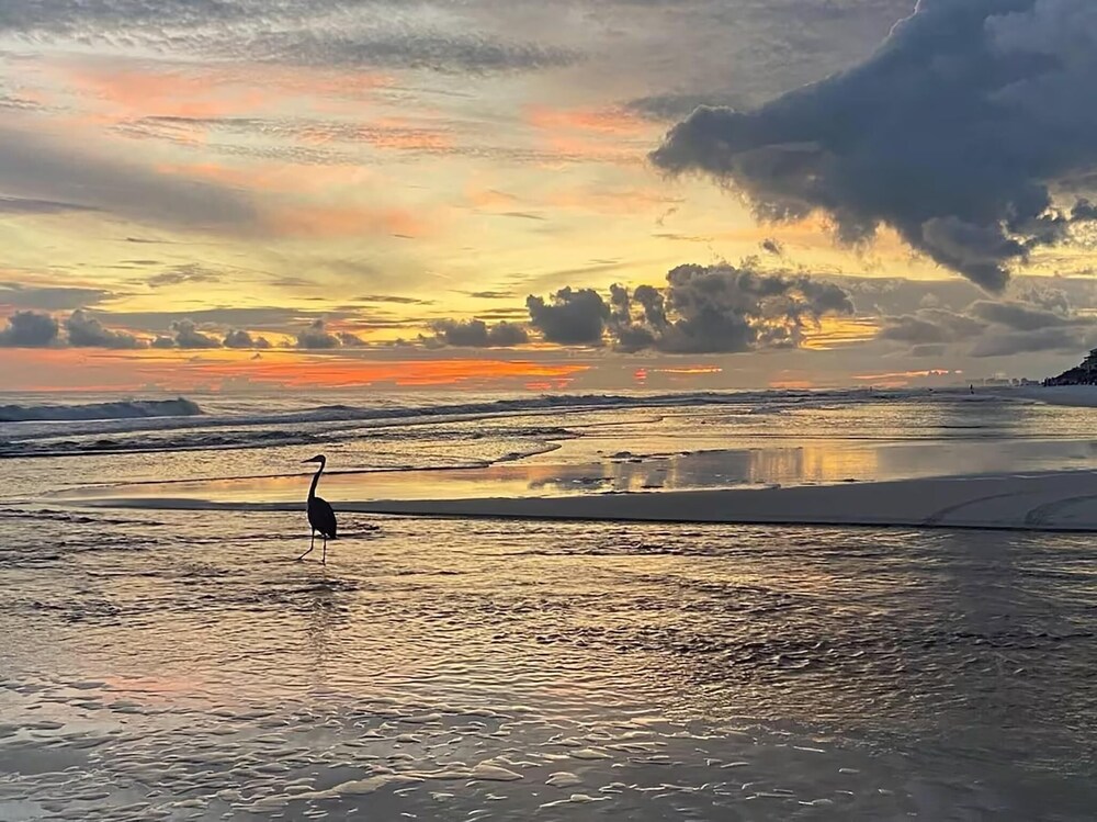 Dolphin Overlook