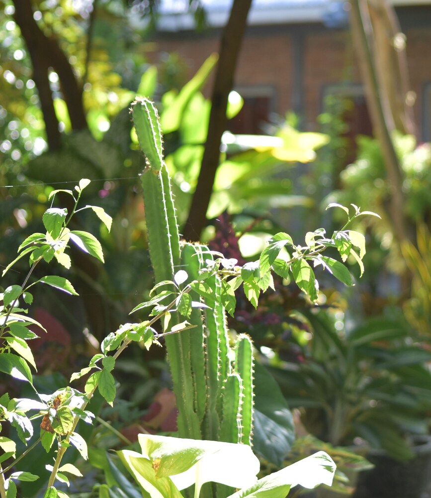 Del Mar Home Stay and Cafe