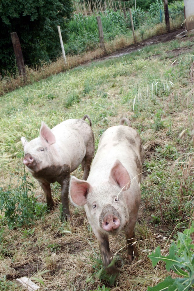 Agriturismo Serratone