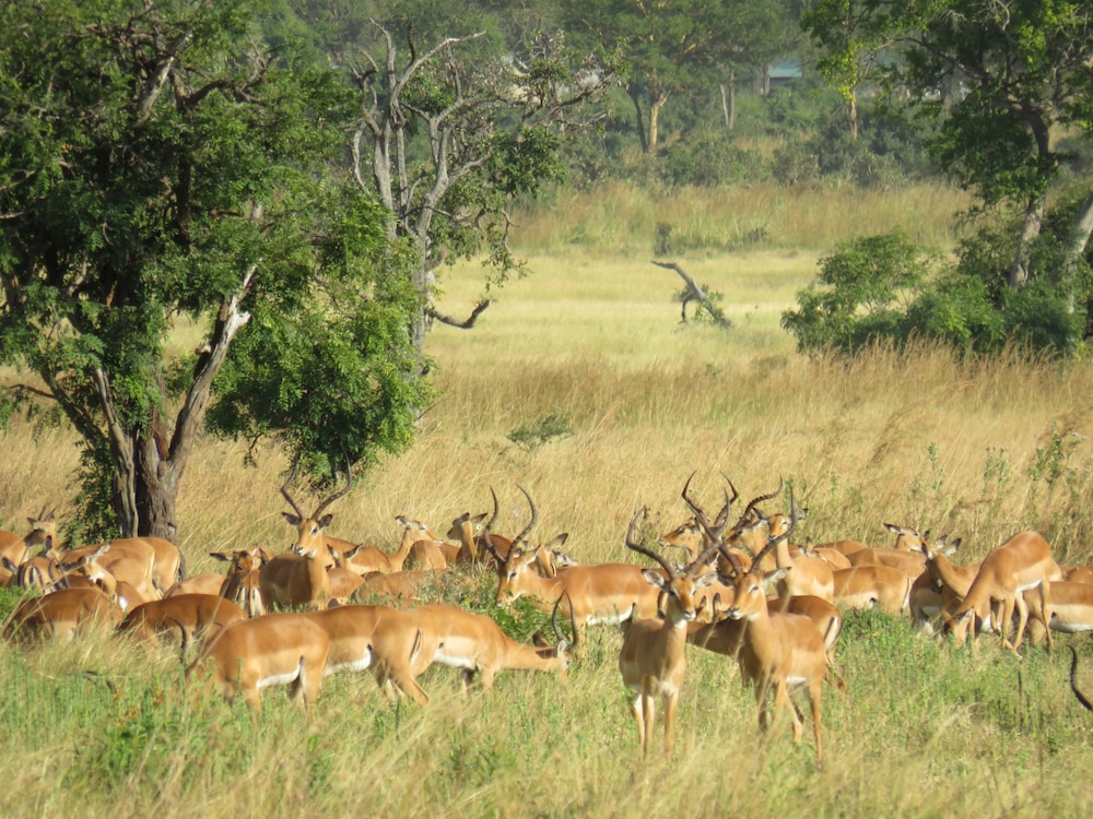 Mikumi Wildlife Camp