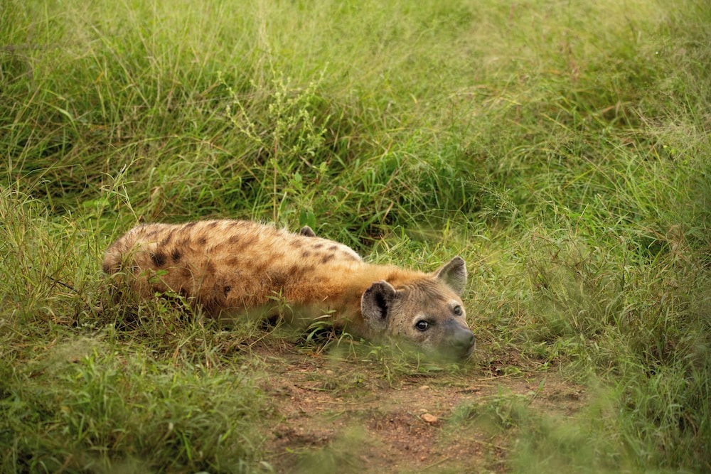 aha Skukuza Safari Lodge