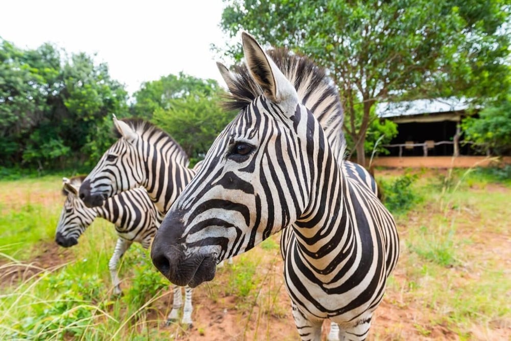Hluhluwe Vacations - Leopard Walk Lodge - Property Image 6