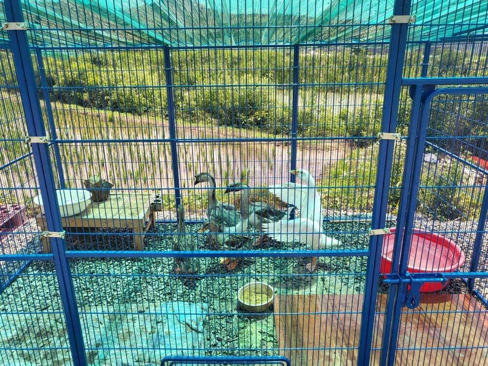 Photo 8