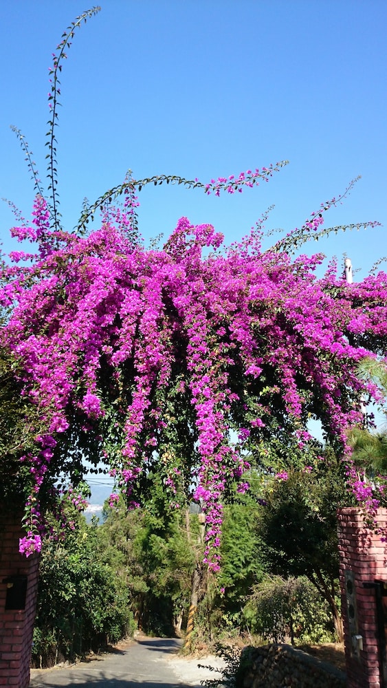 Puli Tenlai