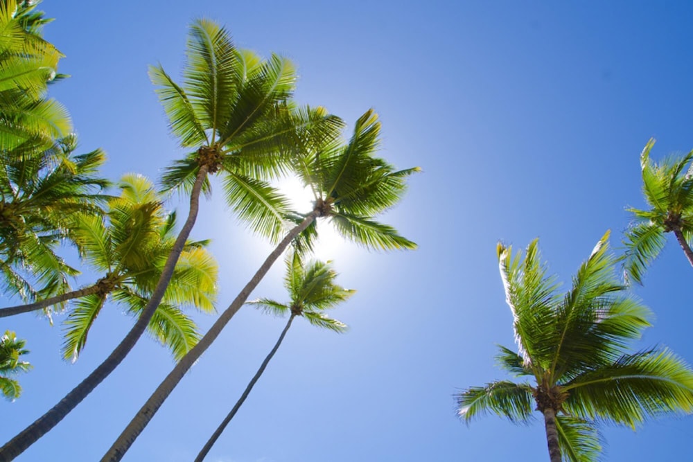Relaxing Oceanfront Villa in Palmas del Mar Bv228 view 3