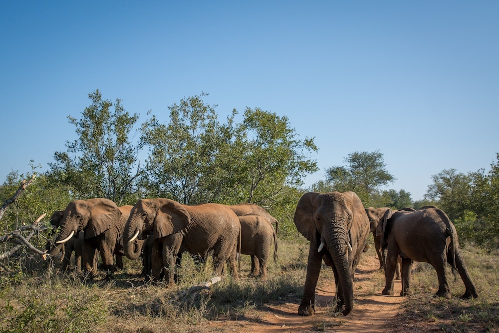 Garonga Safari Camp