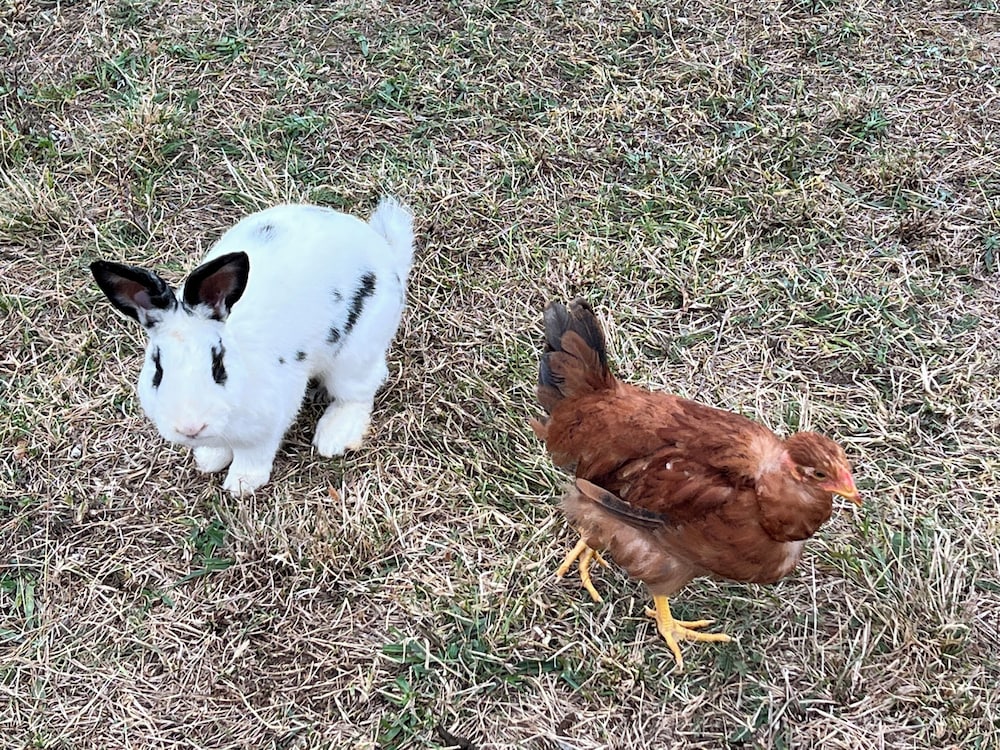 My little Farm Agroturizam