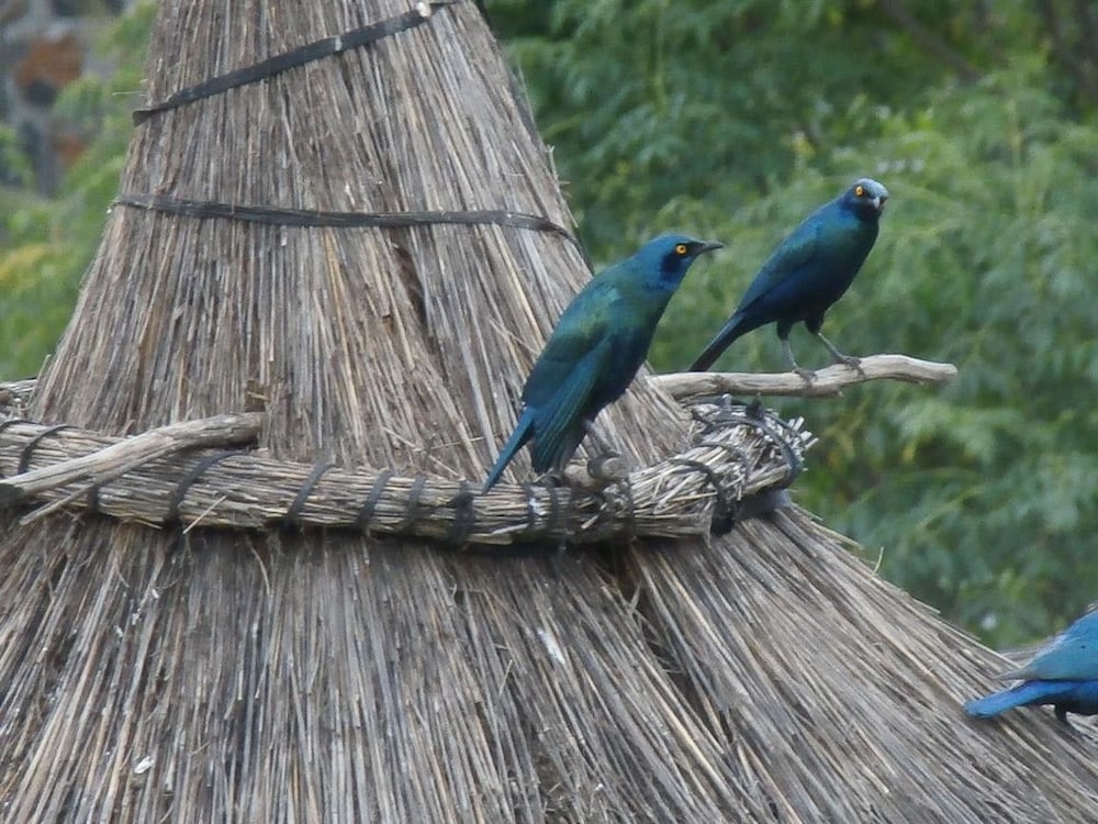Mayleko Lodge